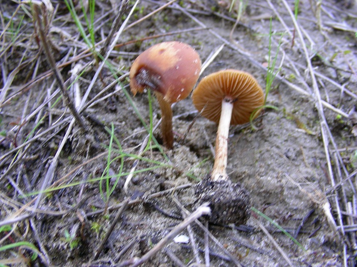 592 Febbraio vecchio ritrovamento